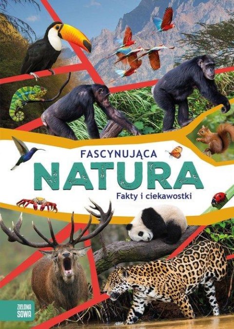 Fascynująca Natura Fakty i Ciekawostki Zielona Sowa