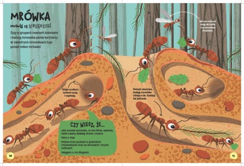 Książka Świat robali Emily Kington Bookolika