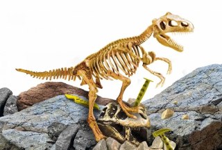 Mały Geniusz T-Rex Szkielet Dinozaura Lisciani 7+