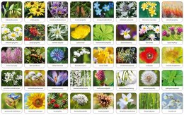 Memory Flora Polski Memo Memos Pamięć Adamigo