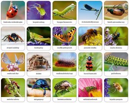 Memory Owady i Pająki Polski Adamigo Pamięć 5+