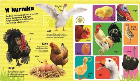 Odgłosy na wsi 60 dźwięków Przyciśnij i Posłuchaj