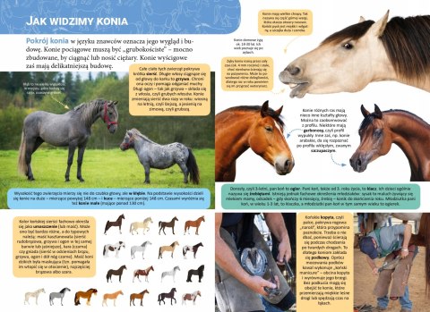 Mała Encyklopedia Konie Fakty Ciekawostki