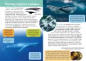 Mała Encyklopedia Zwierzęta Morskie Ciekawostki