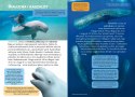 Mała Encyklopedia Zwierzęta Morskie Ciekawostki