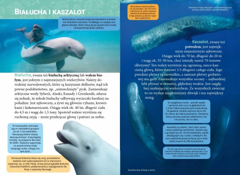 Mała Encyklopedia Zwierzęta Morskie Ciekawostki