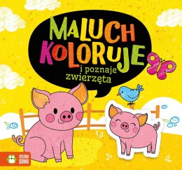 Maluch koloruje i poznaje zwierzęta Kolorowanka
