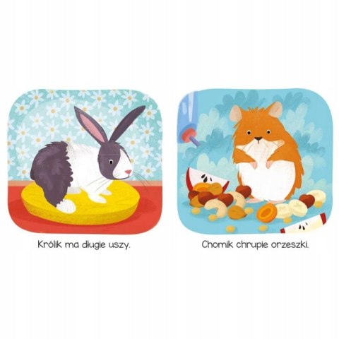 Kto Tu Mieszka? W domu Książeczka dla Maluszka Aksjomat