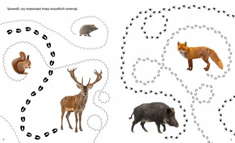 Fascynujące Łamigłówki Przyroda Naklejki