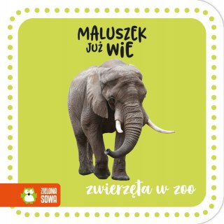 Maluszek już wie Zwierzęta w zoo Harmonijka Zielona Sowa