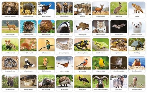 Memory Fauna Polski Zwierzęta Adamigo Pamięciowa