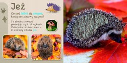 Przytul Mnie Las Książeczka Sensoryczna Dotykam