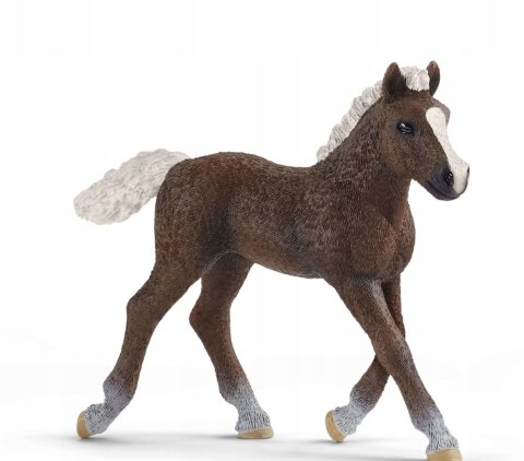 Koń Źrebię rasy szwarcwaldzkiej 13899 Schleich