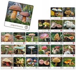 Memory Grzyby Polski Gra Pamięciowa Pamięć Adamigo Memo