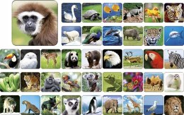 Memory ZOO Gra Pamięciowa Pamięć Adamigo Memo