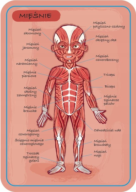 Układanka Magnetyczna Ciało Człowieka Janod 7+