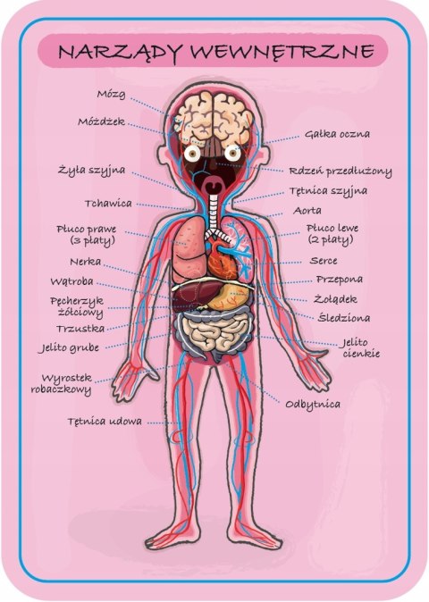 Układanka Magnetyczna Ciało Człowieka Janod 7+