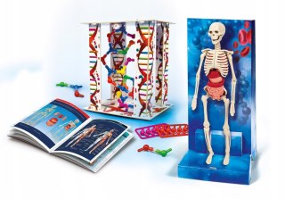Ciało Ludzkie Człowieka Szkielet 60249 Clementoni