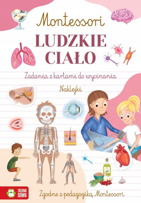 Montessori Ludzkie Ciało Zielona Sowa