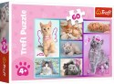 Puzzle 17373 Słodkie Kociaki 60 elementów Trefl
