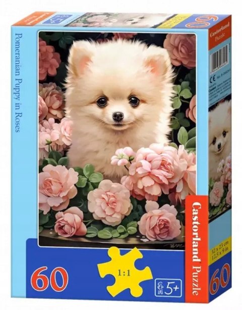 Puzzle 60 elementów Pomeranian szczeniak w różach Castorland 5+