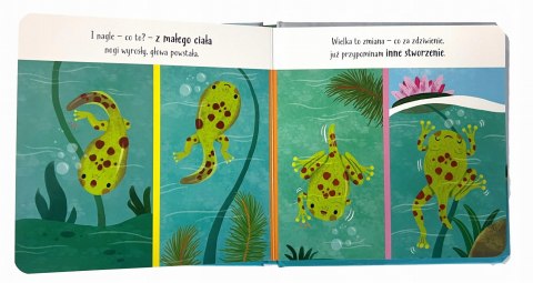 Mój świat żabka Książeczka przyrodnicza dla maluszków