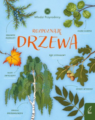 Rozpoznaję drzewa Młodzi przyrodnicy Wilga