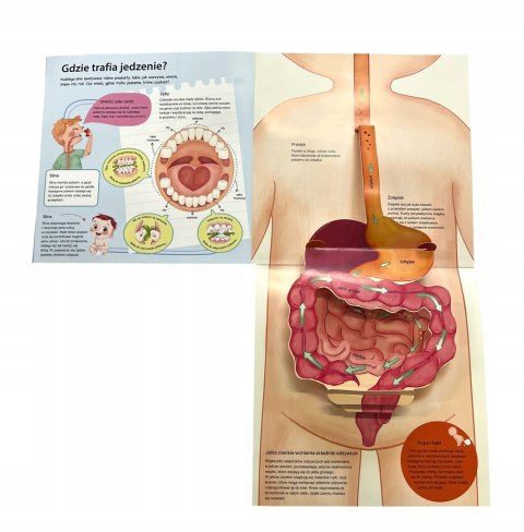książka edukacyjna z okienkami o organizmie